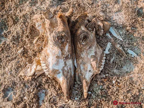 Космические пейзажи вечернего Куяльника (фоторепортаж)