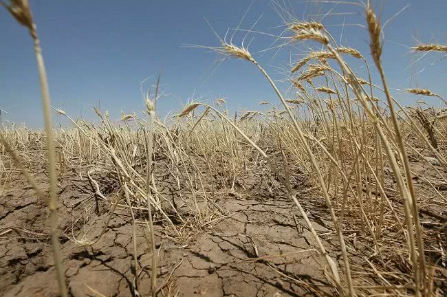 Двухлетняя засуха: фермеры Бессарабии обещают перекрыть трассы из-за равнодушия государства