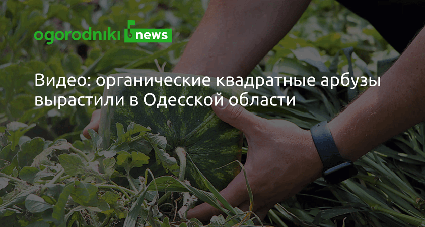 Видео: органические квадратные арбузы вырастили в Одесской области