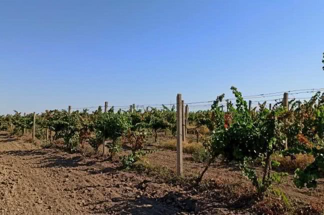 Существование винодельческих и аграрных предприятий Бессарабии оказалось под угрозой из-за засухи