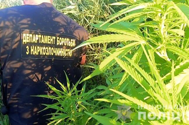 В Одесской области обнаружили огромную планацию конопли (ВИДЕО)
