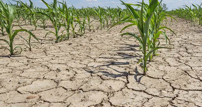 Двухлетняя засуха: фермеры Бессарабии обещают перекрыть трассы из-за равнодушия государства