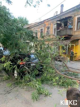 В центре Одессы на автомобиль упала ветка (фото)