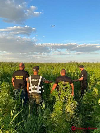 В Одесской области полицейские и пограничники нашли несколько конопляных плантаций