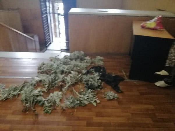 Озеленители Одессы поймали цветочного вора