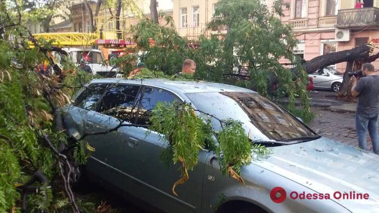 На Нежинской дерево рухнуло на дорогу и повредило автомобиль
