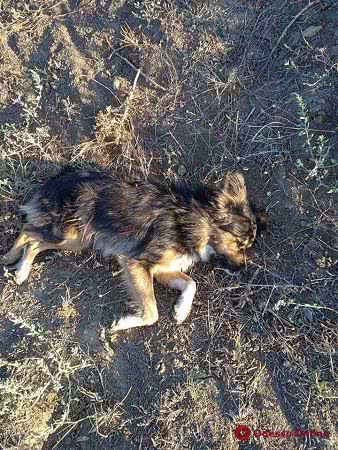 Под Одессой мужчина прямо на улице расстрелял из охотничьего ружья пятерых собак