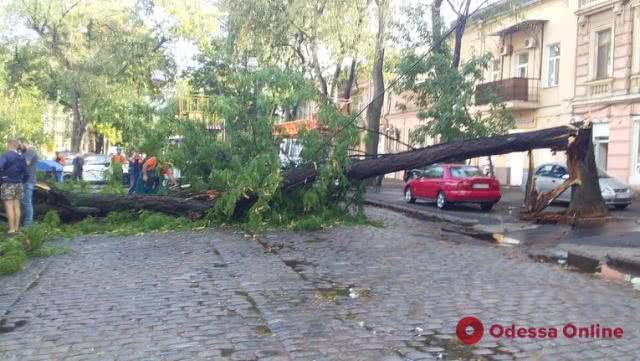 В Одессе упавшее дерево повредило автомобиль