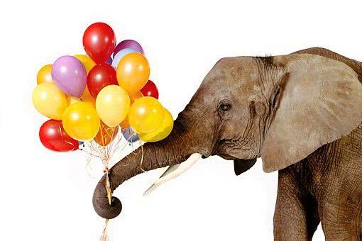 В Одесском зоопарке состоится праздник «День рождения слонихи Венди»