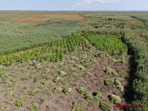 В Одесской области полицейские и пограничники нашли несколько конопляных плантаций