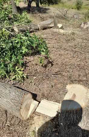 В Татарбунарах местный житель спилил дубы в излюбленном месте отдыха граждан