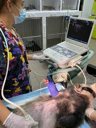 Трогательная история найденного в «Тузловских лиманах» барсука, которому одесские ветеринары дали шанс на новую жизнь. Фото