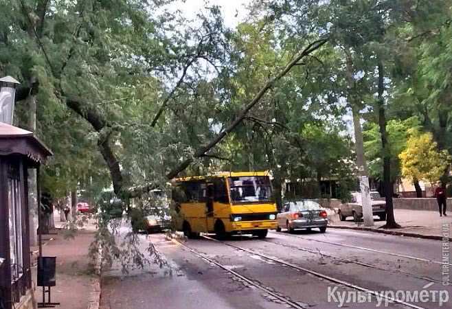 Упавшее дерево заблокировало движение 28-го трамвая