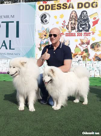 Odessa Dog Fest: на поселке Котовского прошел яркий фестиваль собак (фото)