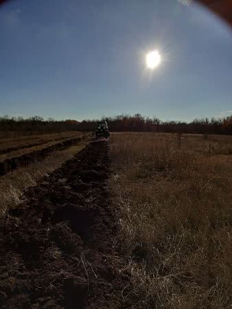 Северинівське лісництво Одеської області збільшить площі білої акації