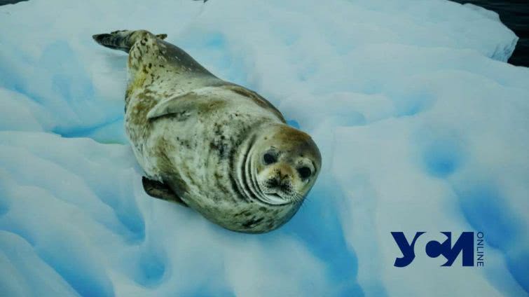«На край Земли»: в одесском музее открылась выставка фотографа, побывавшего в Антарктиде (фото)