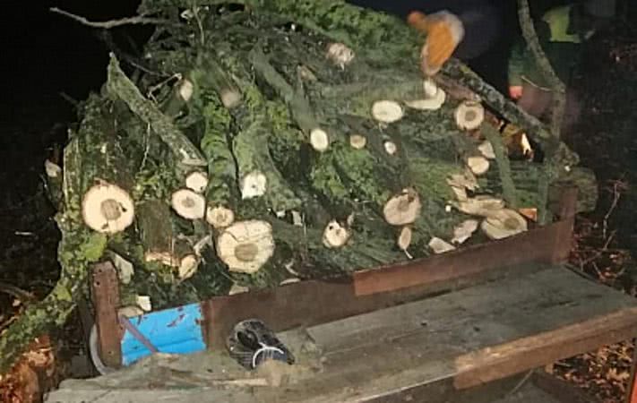 Какими дровами под покровом ночи запасались в Белгород-Днестровском районе