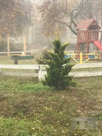 Во дворе школы в Черноморске неизвестные выкопали две туи