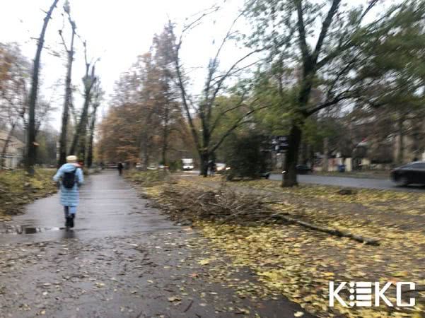 Коммунальщики изуродовали деревья возле одной из школ на Черемушках (фото)