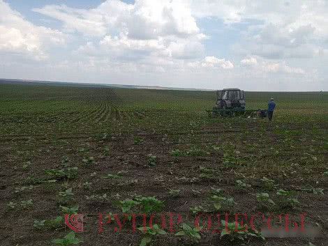 В Одесской области предприниматель самовольно обрабатывал чужую землю, а затем реализовывал урожай