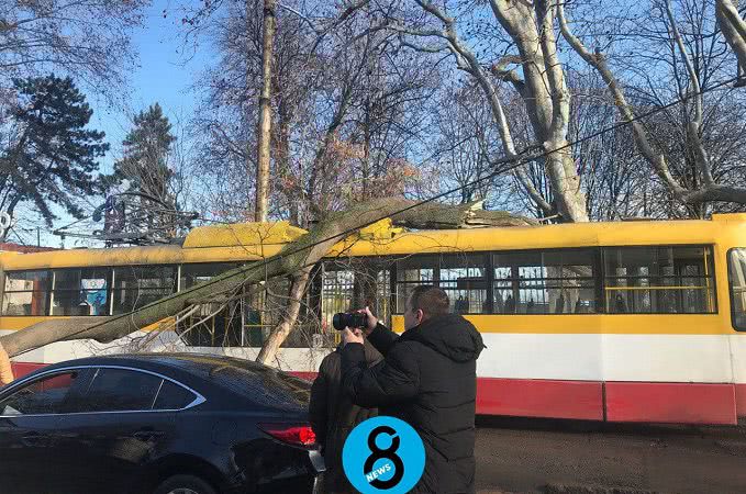 В разных концах Одессы деревья упали на трамваи, оборвав провода (фото)