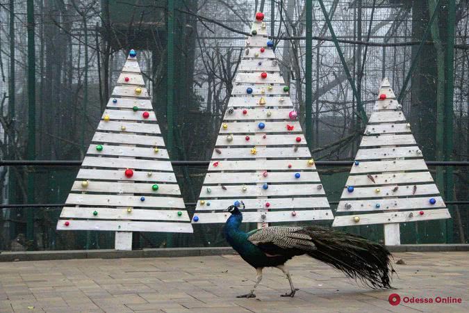 В Одесском зоопарке организовали новогодние фотозоны, но праздник в этом году устраивать не будут