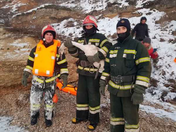 Спасатели региона дважды освобождали лебедей из ледяного плена (ФОТО)