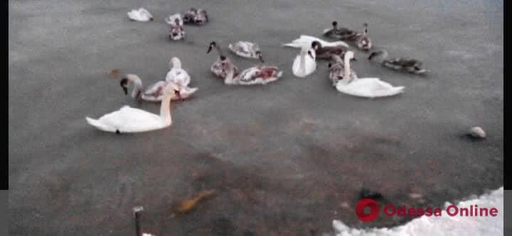 На Хаджибейском лимане лебеди примерзли ко льду (фото)