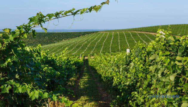 Виноградарі Одещини потребують державної підтримки — ОДА