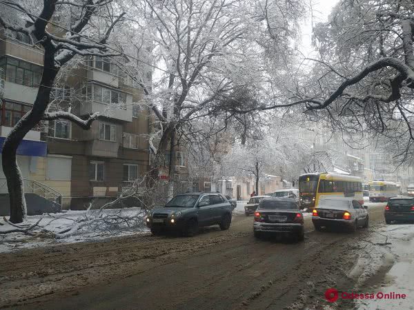 В центре Одессы из-за упавшей ветки стоят трамваи