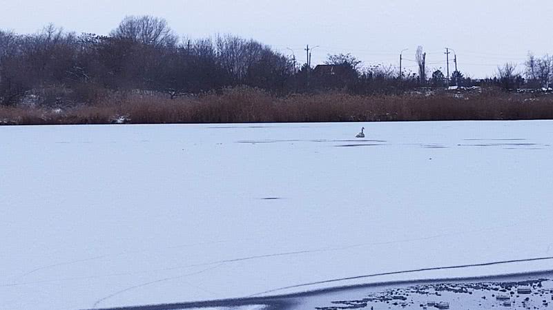 В Черноморске на техническом водоеме спасли лебедя (фото, видео)