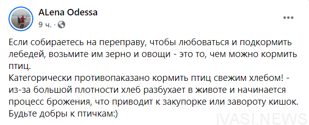 Одесситов предупредили — лебедей на переправе в Черноморск нельзя кормить хлебом