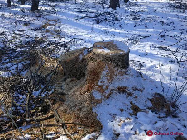 В Одесской области сгорел автомобиль «черных» лесорубов