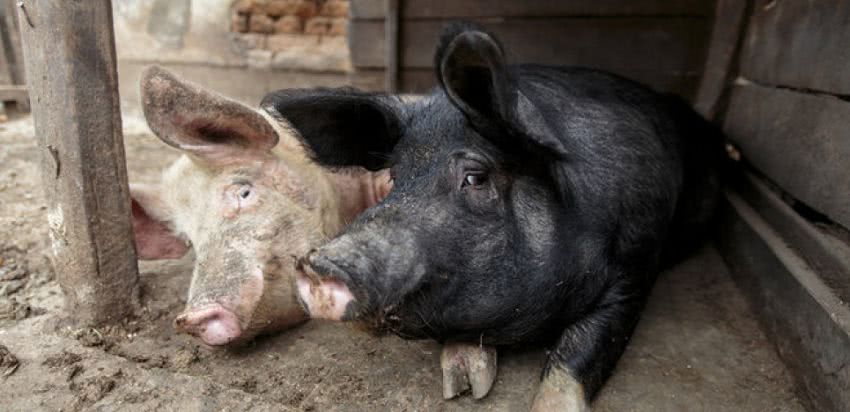 В Одесской области африканской чумой свиней заболели 32 животных