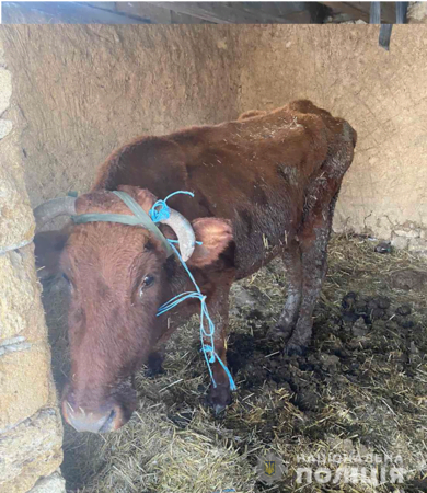Жителя Одесской области обвинили в жестоком обращении с животными. Фото