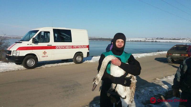 В Одесской области спасатели из ледяных ловушек освободили двух лебедей