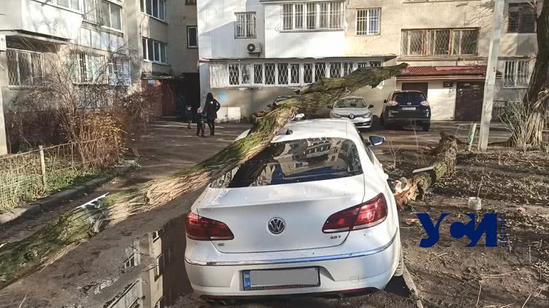 На Фонтане дерево рухнуло прямо на автомобиль (фото, видео)