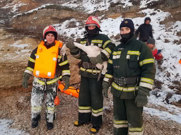 В Одесской области спасатели вытащили из лиманов двух замерзающих лебедей