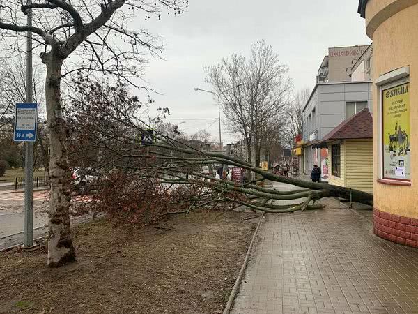 В Черноморске вследствие непогоды упало дерево (видео)