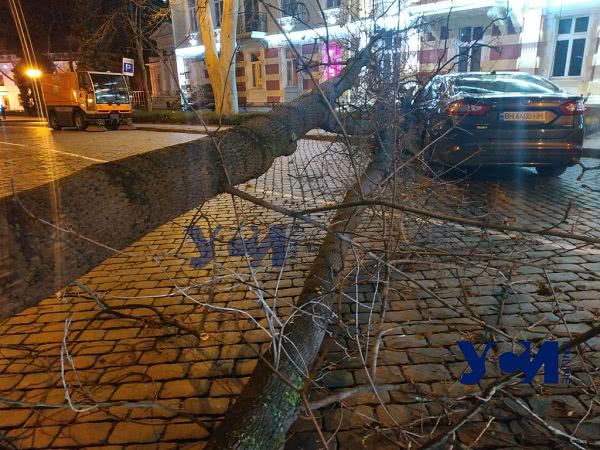 В центре Одессы дерево рухнуло прямо на автомобили (фото, видео)