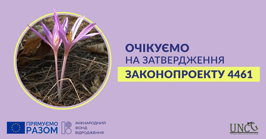 В Одесской области растет уникальный цветок, но его вид может скоро исчезнуть