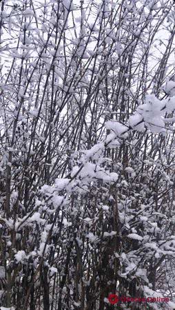 На юге Одесской области выпал снег (фото, видео)