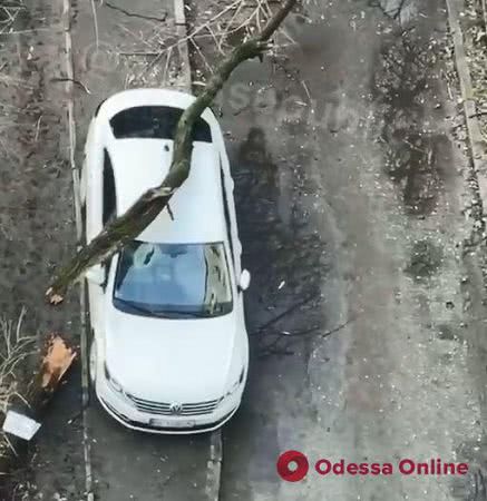 На Посмитного дерево рухнуло на автомобиль