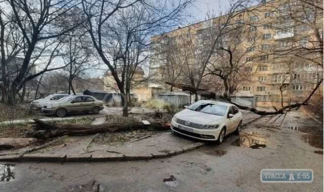 В Одессе рухнуло еще одно дерево — поврежден автомобиль