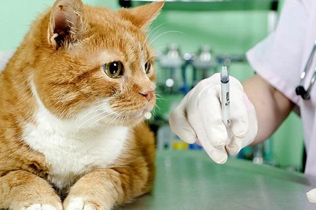 В Одессе пройдет бесплатная вакцинация кошек и собак от бешенства