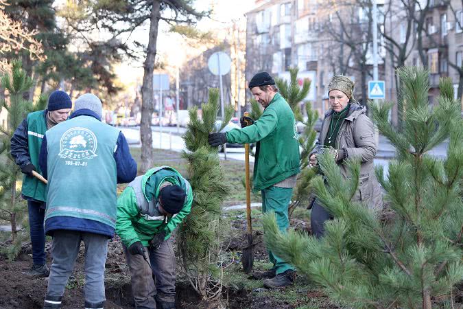 В Одесі до Різдва висадили сосни в сквері біля Одеської обласної держадміністрації