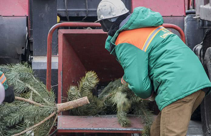 Пункты приема новогодних елок открыли в Киеве и Одессе
