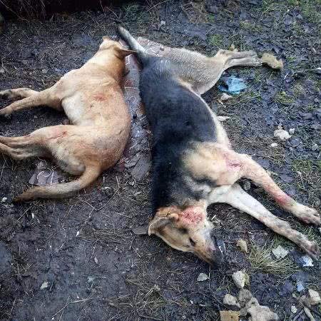 Animal Sos Odessa сообщает об убийстве собак (фото)