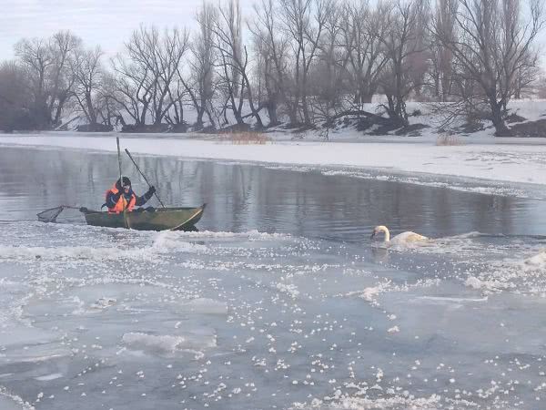 В Одесской области лебедя спасли из ледяного плена