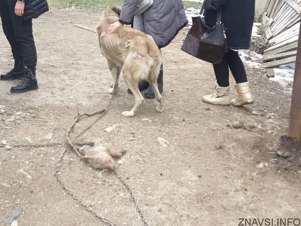 Фермер из Одесской области издевается над животными и остается безнаказанным